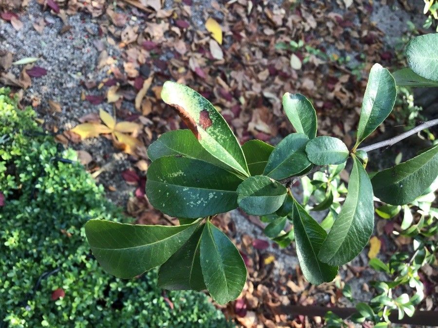 Pyracantha crenatoserrata