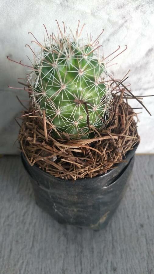 Escobaria emskoetteriana leaf