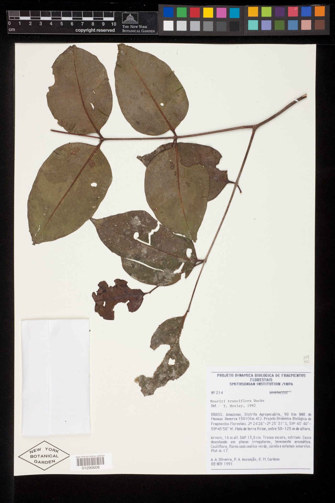 Mouriri trunciflora — search result for 'Mouriri'