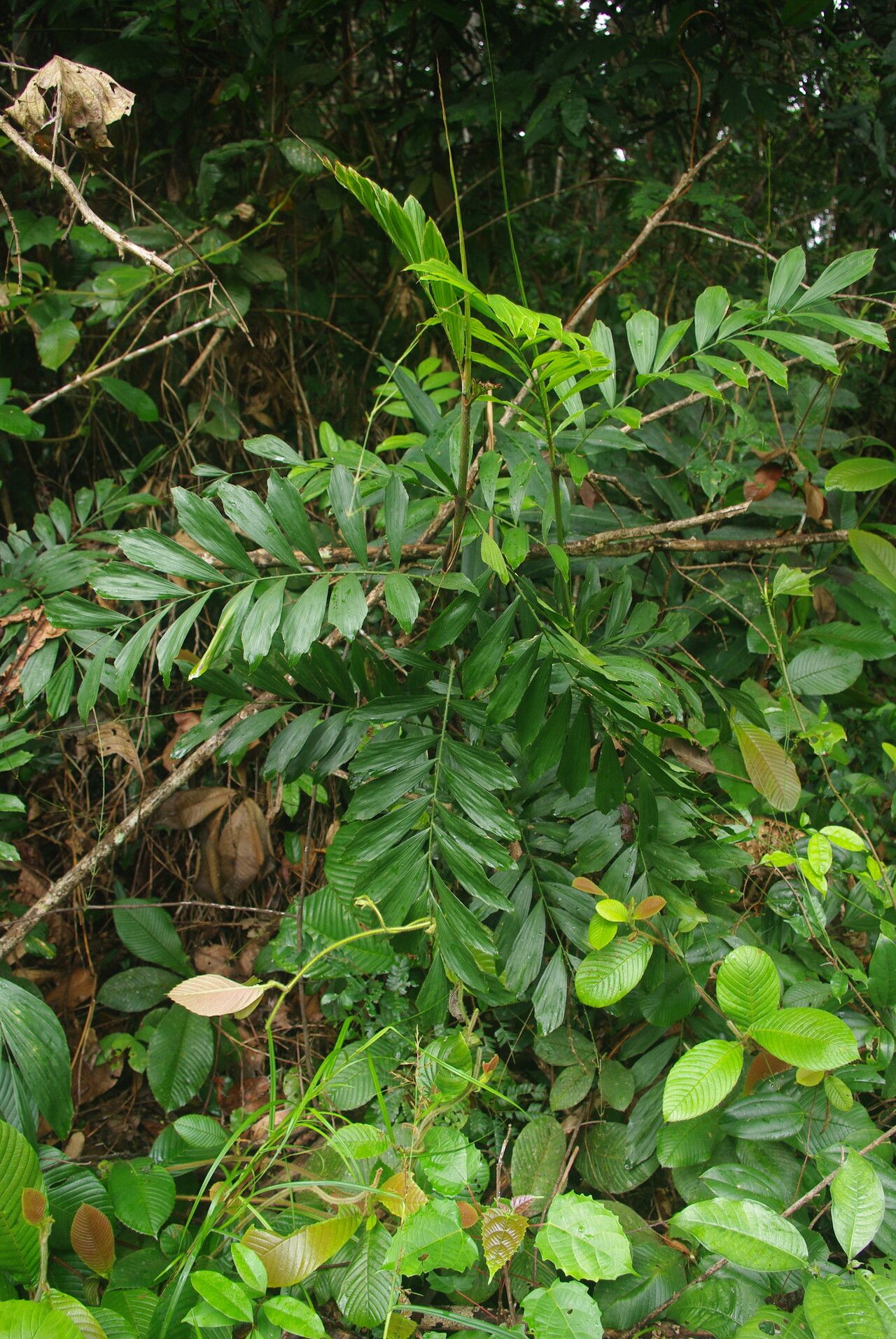 Eremospatha cabrae habit