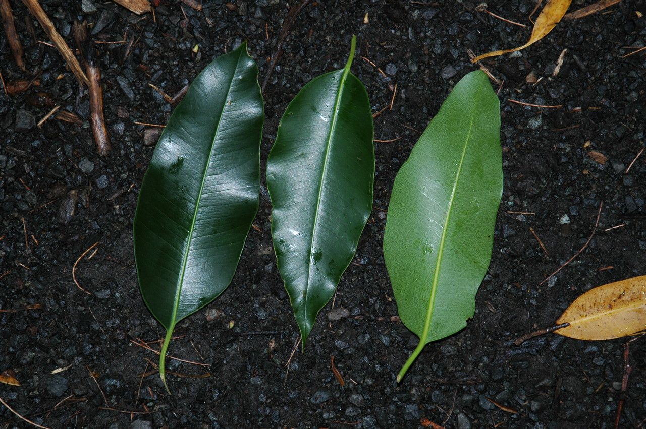 Eucalyptus robusta — search result for 'Eucalyptus'
