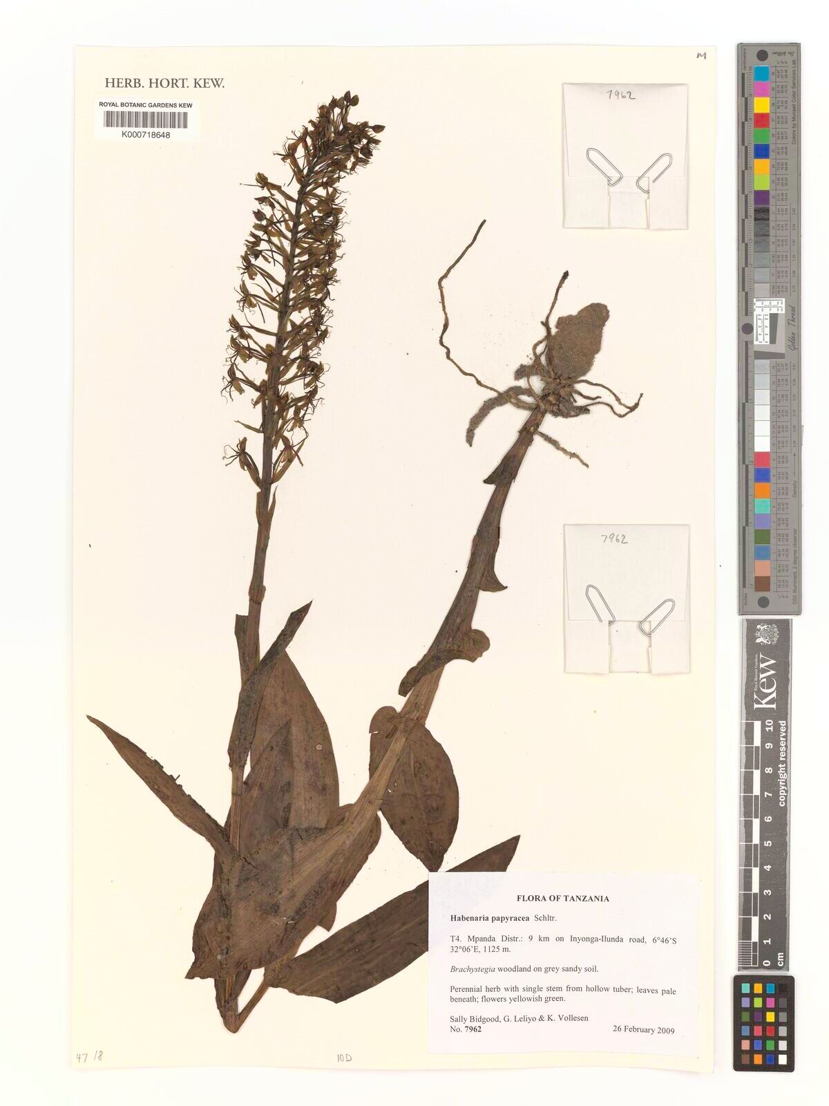 Habenaria papyracea — houseplant care guide