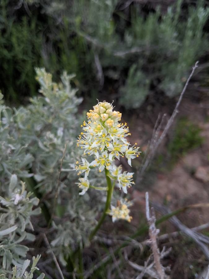 Toxicoscordion paniculatum flower