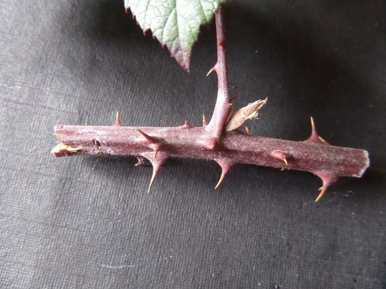 Rubus propinquus bark