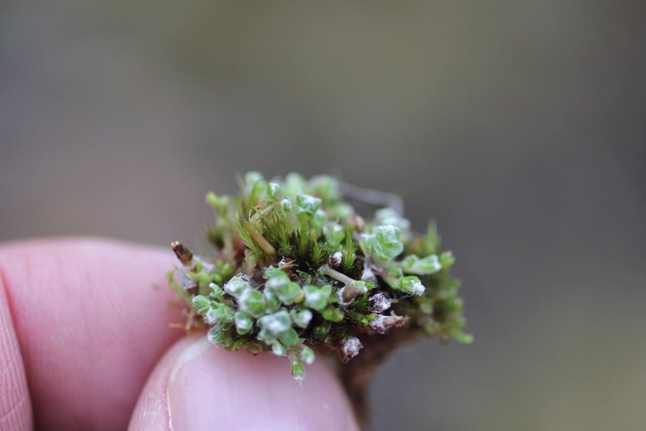 Cuatrecasasiella argentina — houseplant care guide