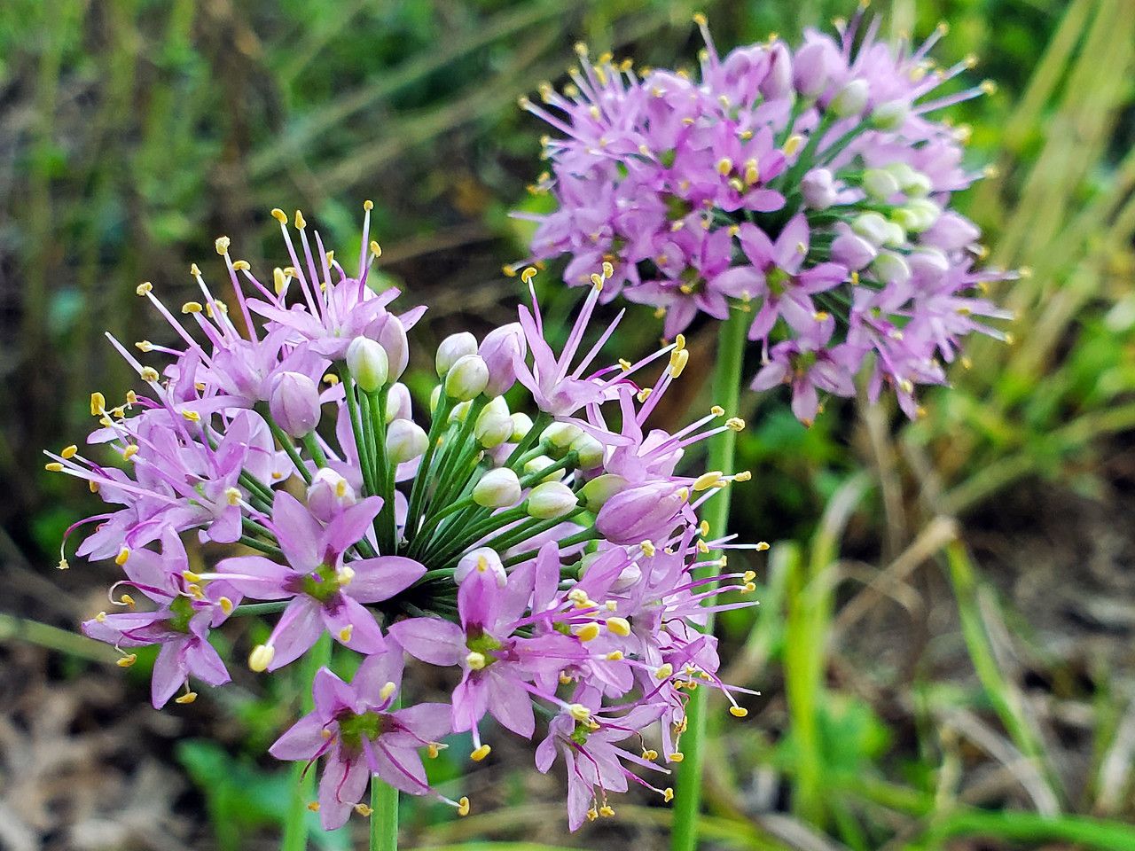 Allium stellatum flower