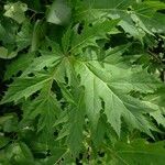 Heracleum mantegazzianum