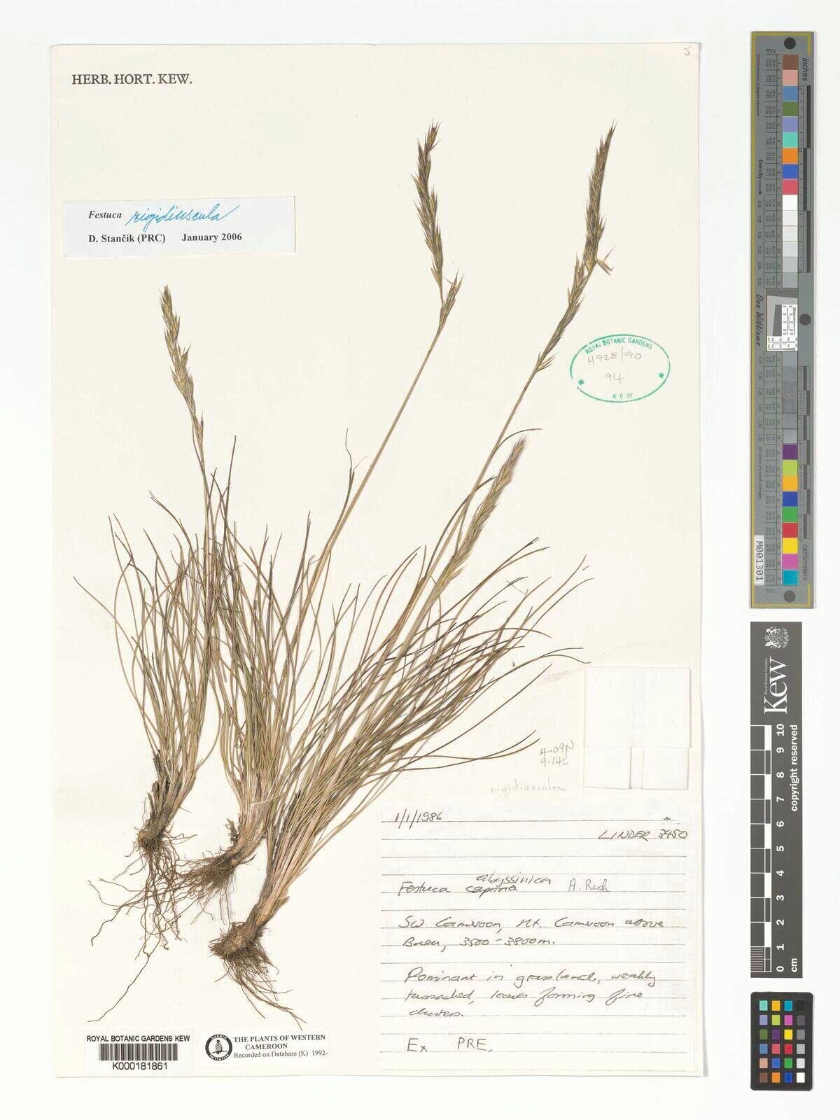 Festuca camusiana — houseplant care guide