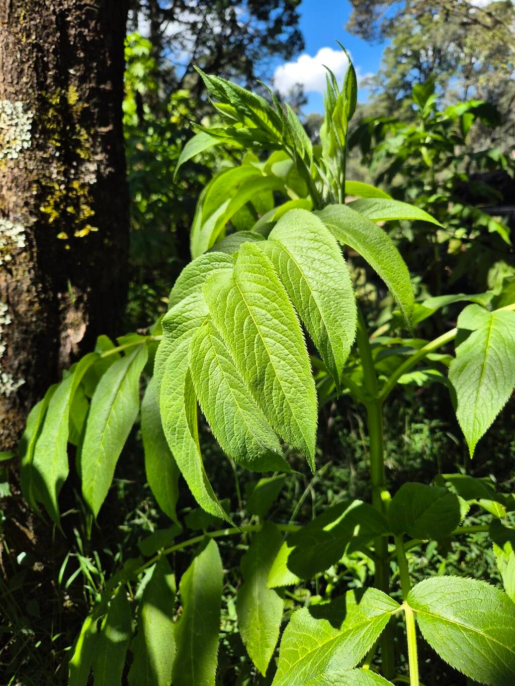 Sambucus africana leaf