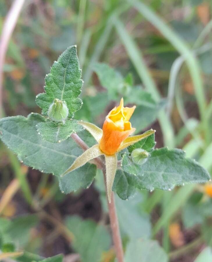 Mentzelia scabra — houseplant care guide