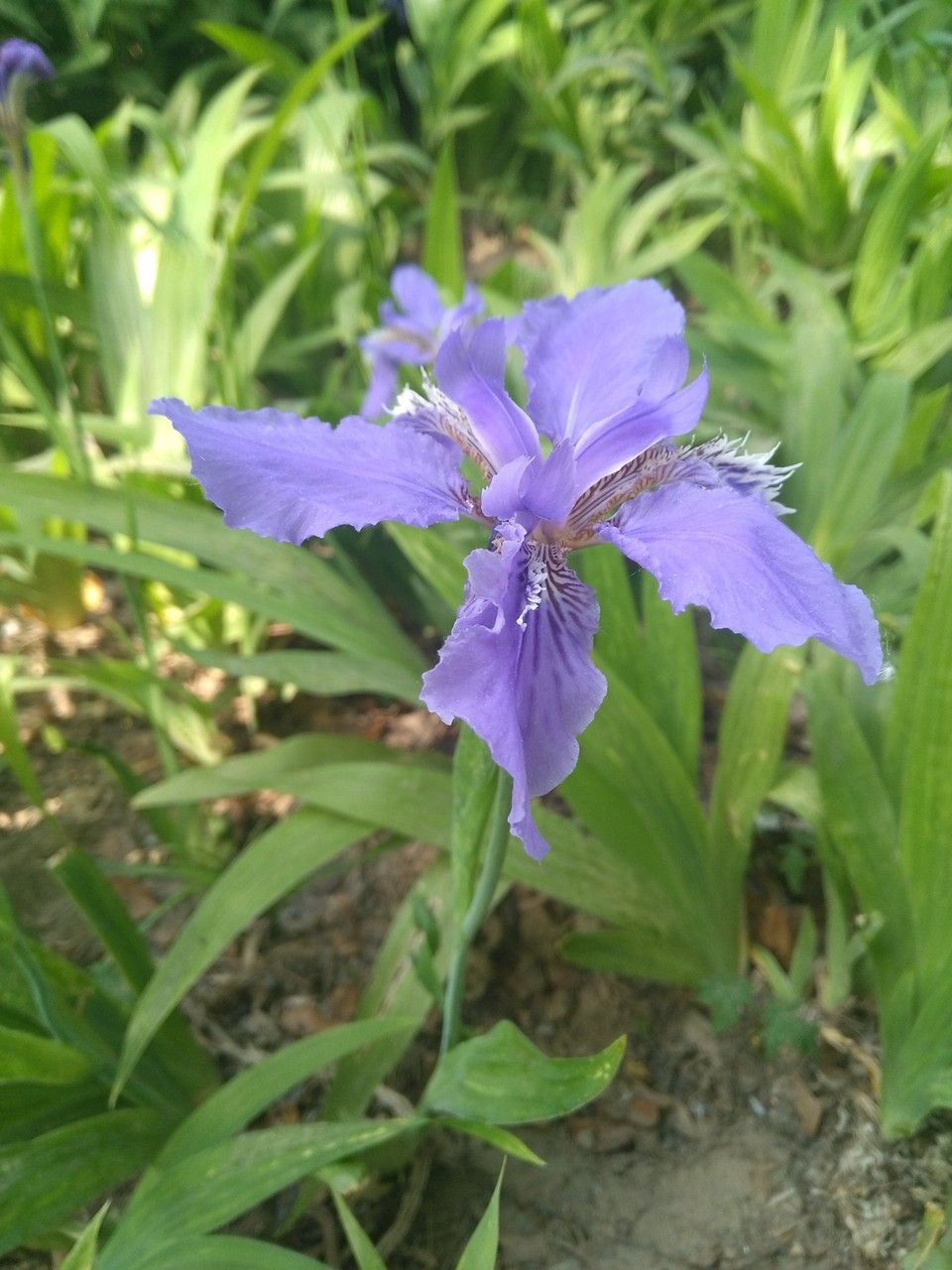 Iris tectorum habit