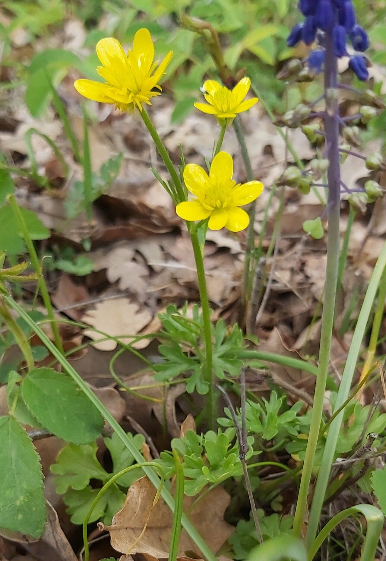 Ranunculus gracilis flower