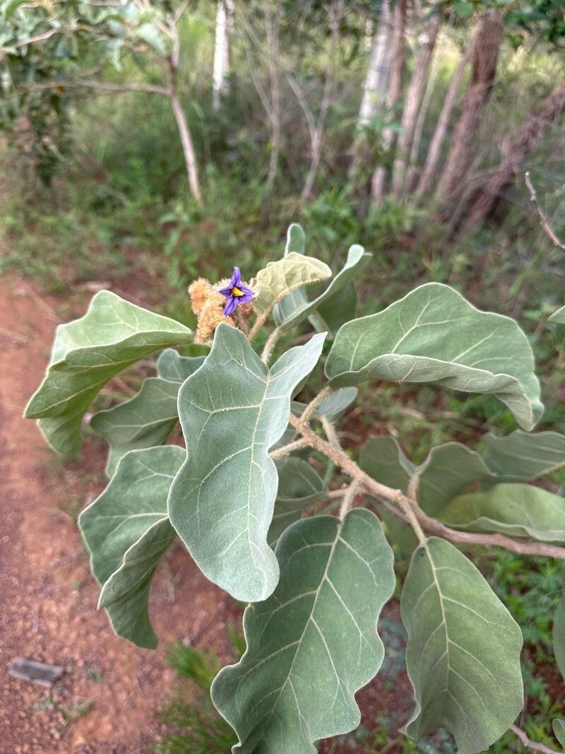 Solanum falciforme — houseplant care guide