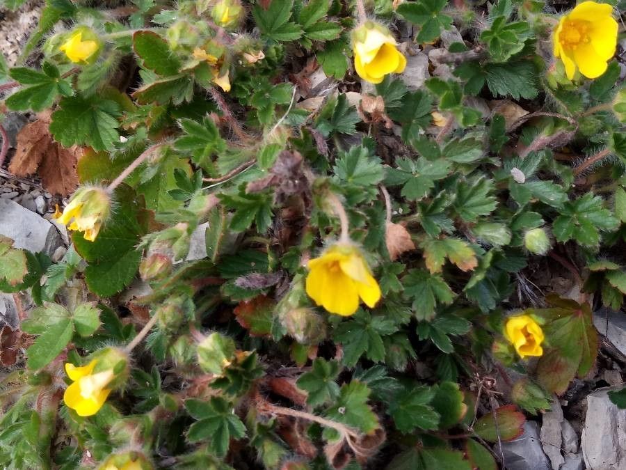Potentilla heptaphylla habit