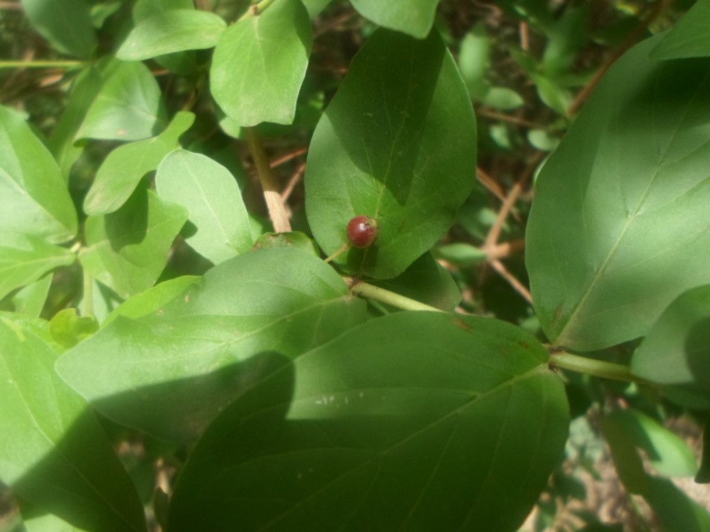 Feretia apodanthera leaf