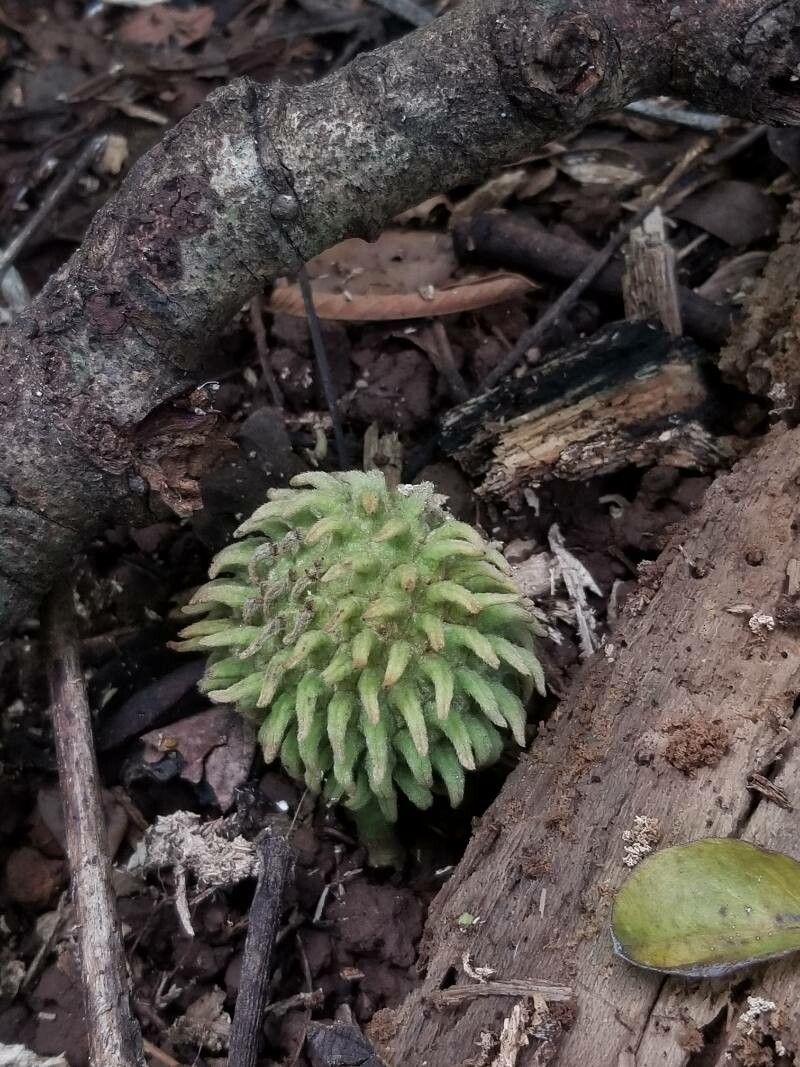 Annona holosericea fruit