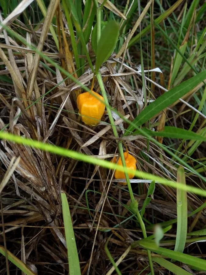 Physalis angustifolia flower