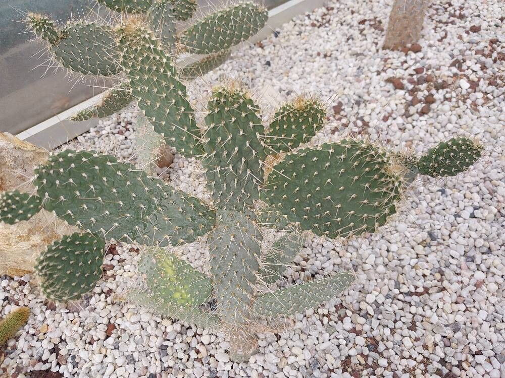 Consolea spinosissima — search result for 'Consolea'