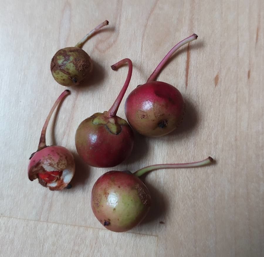 Ternstroemia gymnanthera fruit