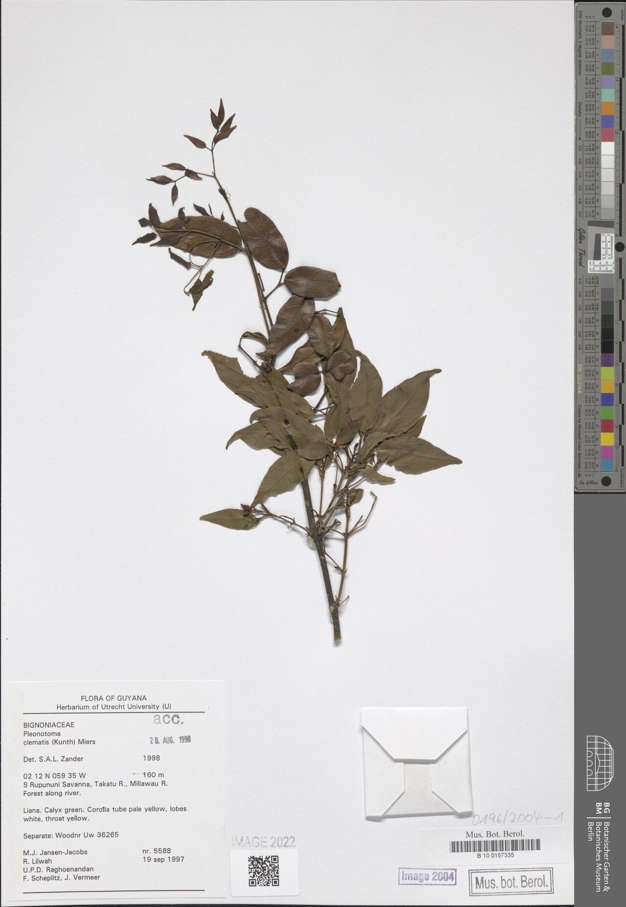Pleonotoma clematis — search result for 'Clematis'