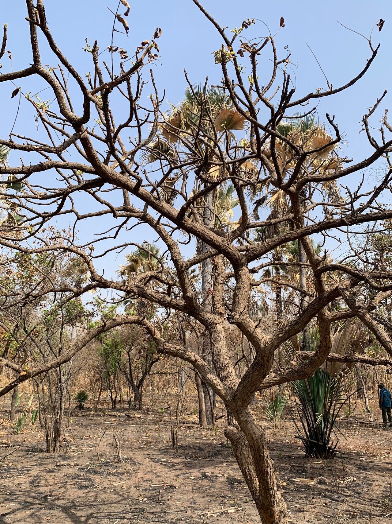 Lannea velutina habit