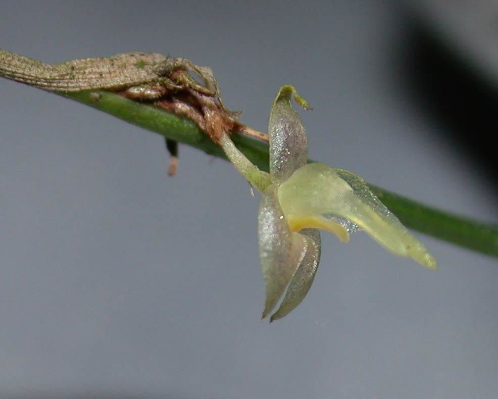 Myoxanthus sotoanus fruit