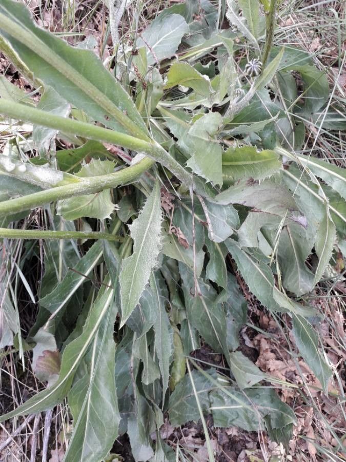 Urospermum dalechampii — search result for 'Central Africa'