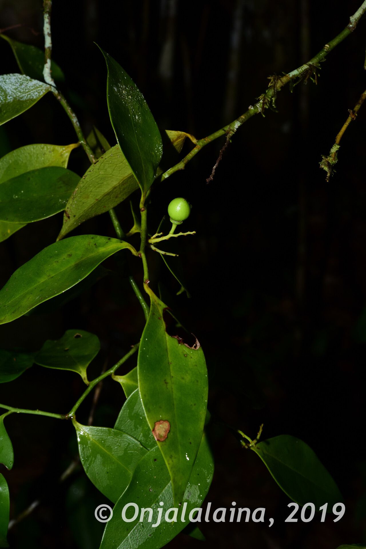 Olax emirnensis fruit