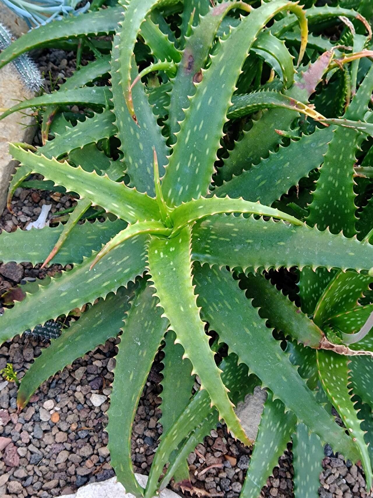 Aloe harlana habit