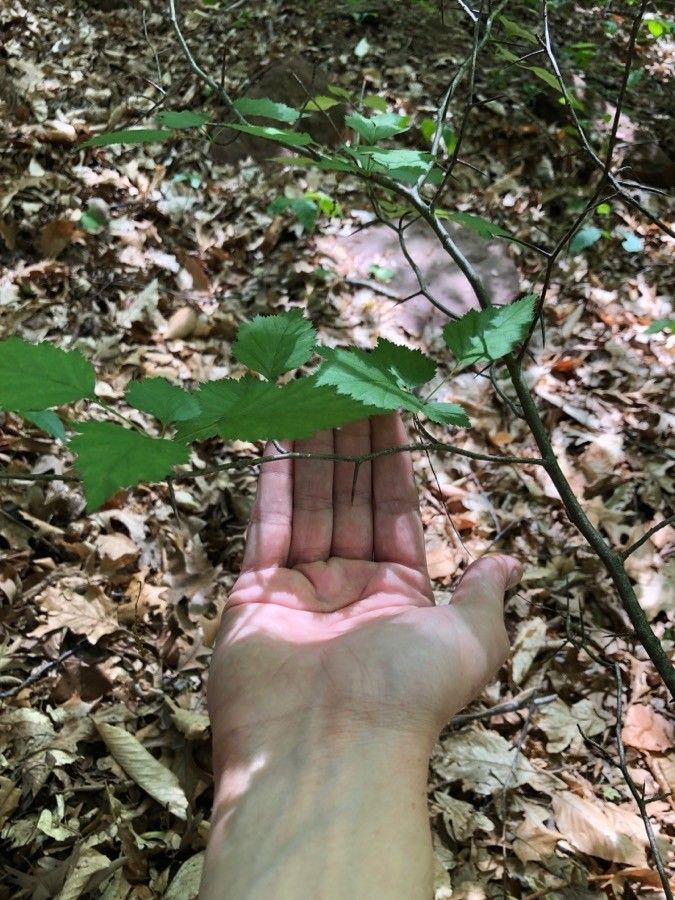 Crataegus mollis bark