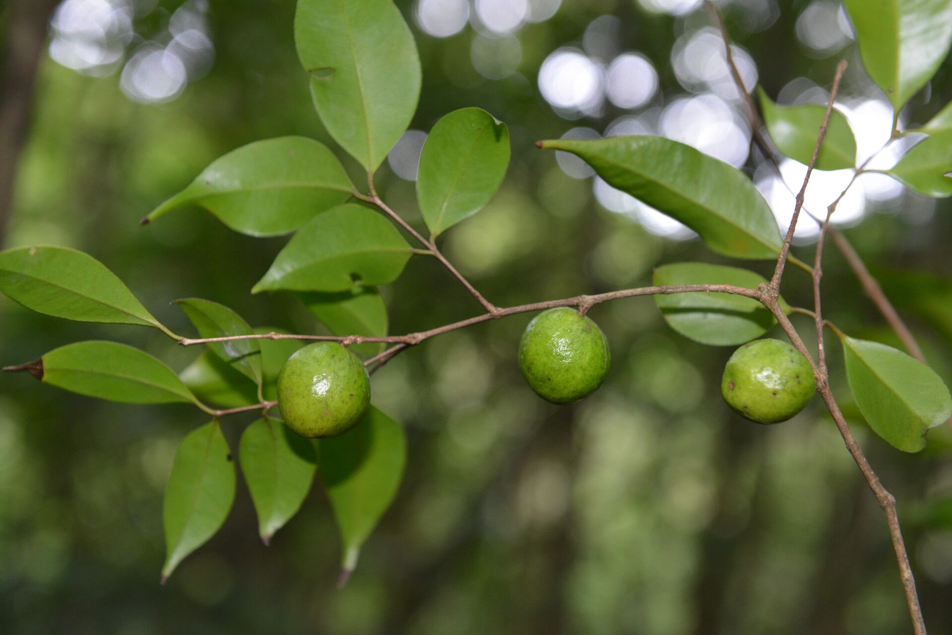Eugenia austin-smithii fruit