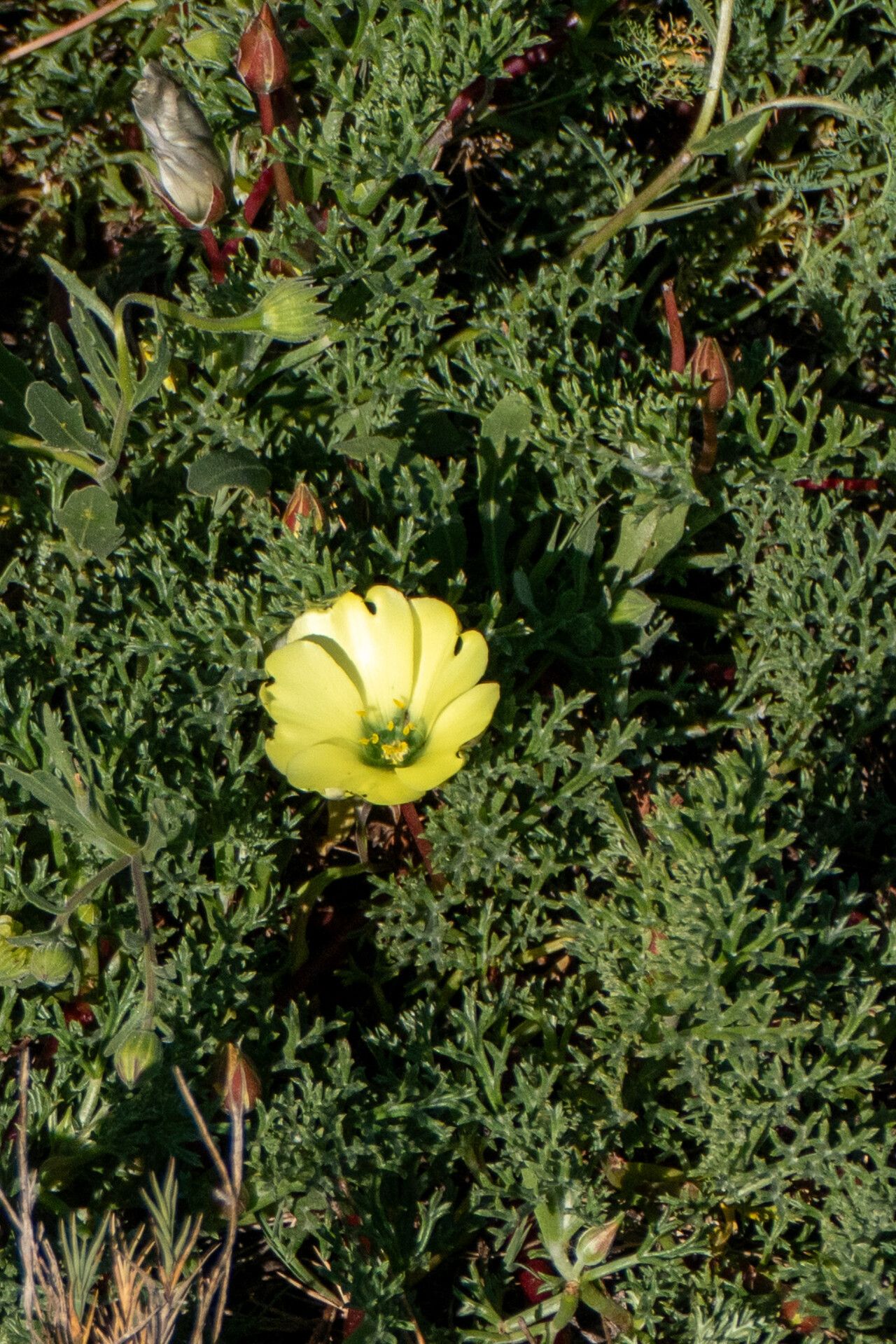 Grielum grandiflorum — related species from the same genus