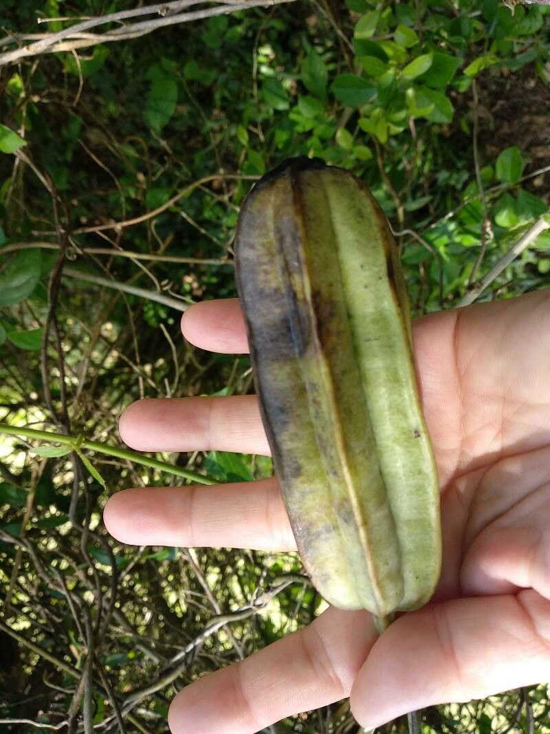 Aristolochia ringens fruit
