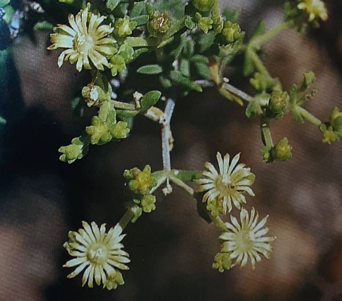 Mestoklema arboriforme — related species from the same genus