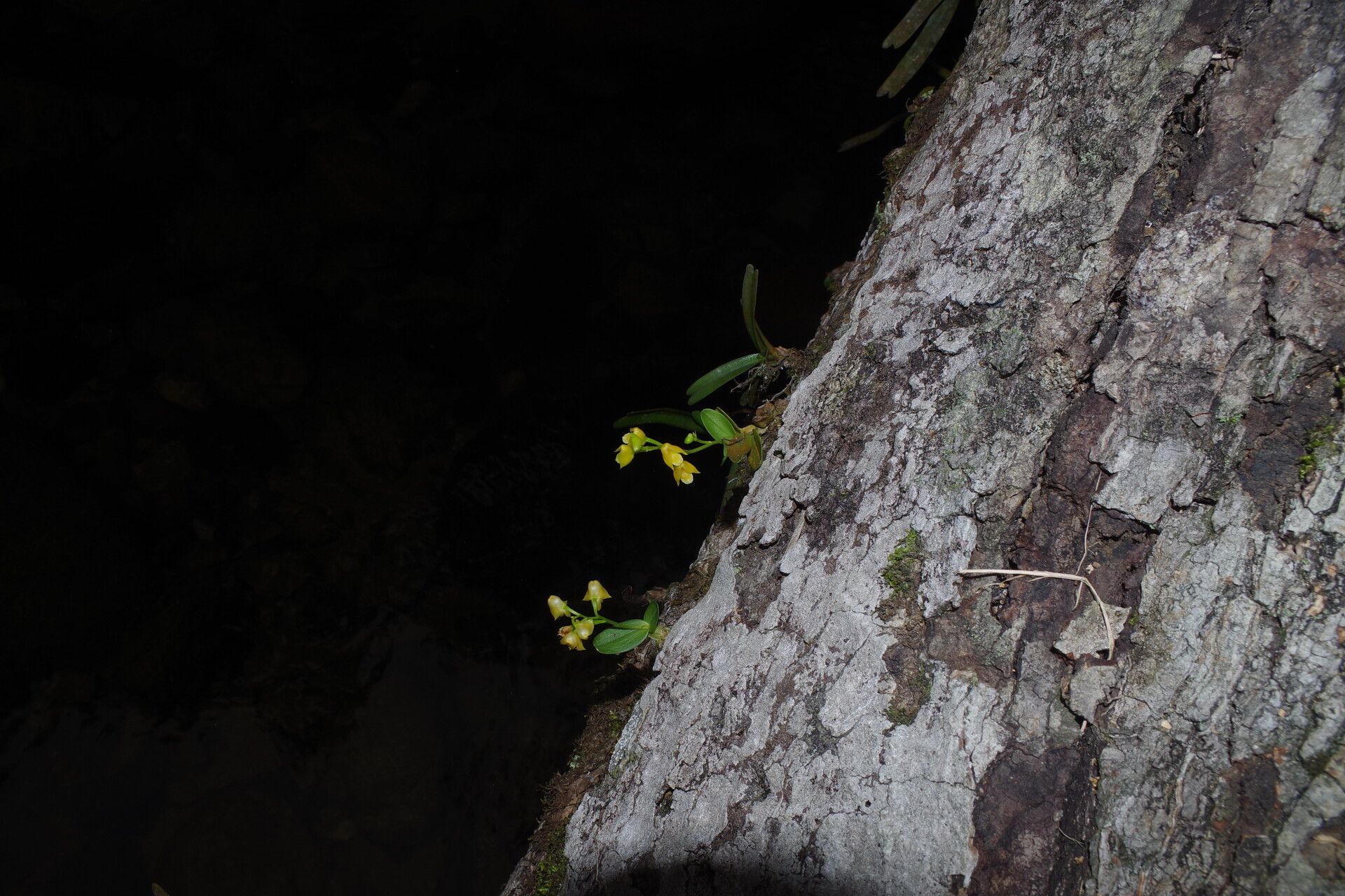 Polystachya testuana habit
