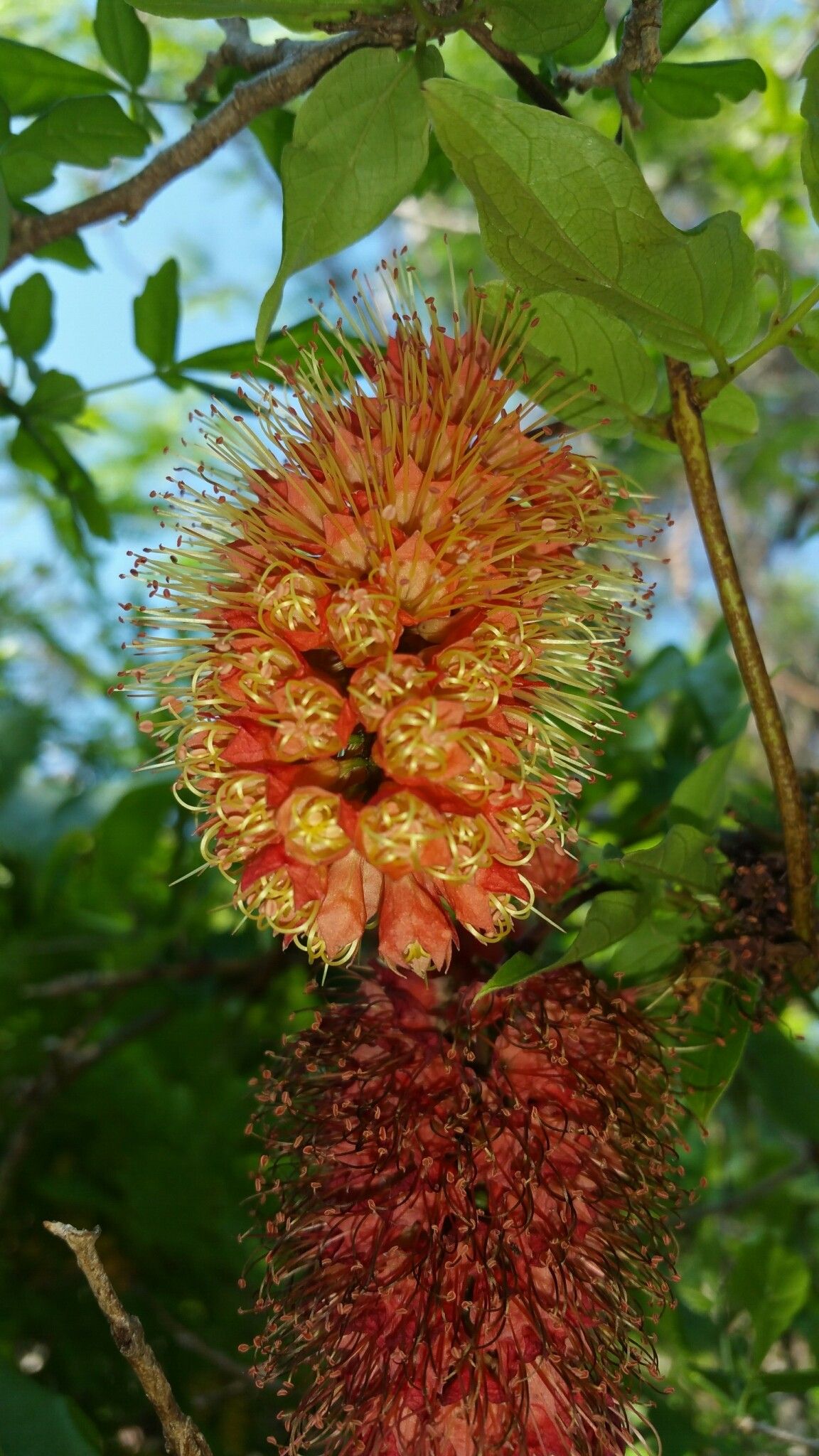Combretum macrocalyx flower
