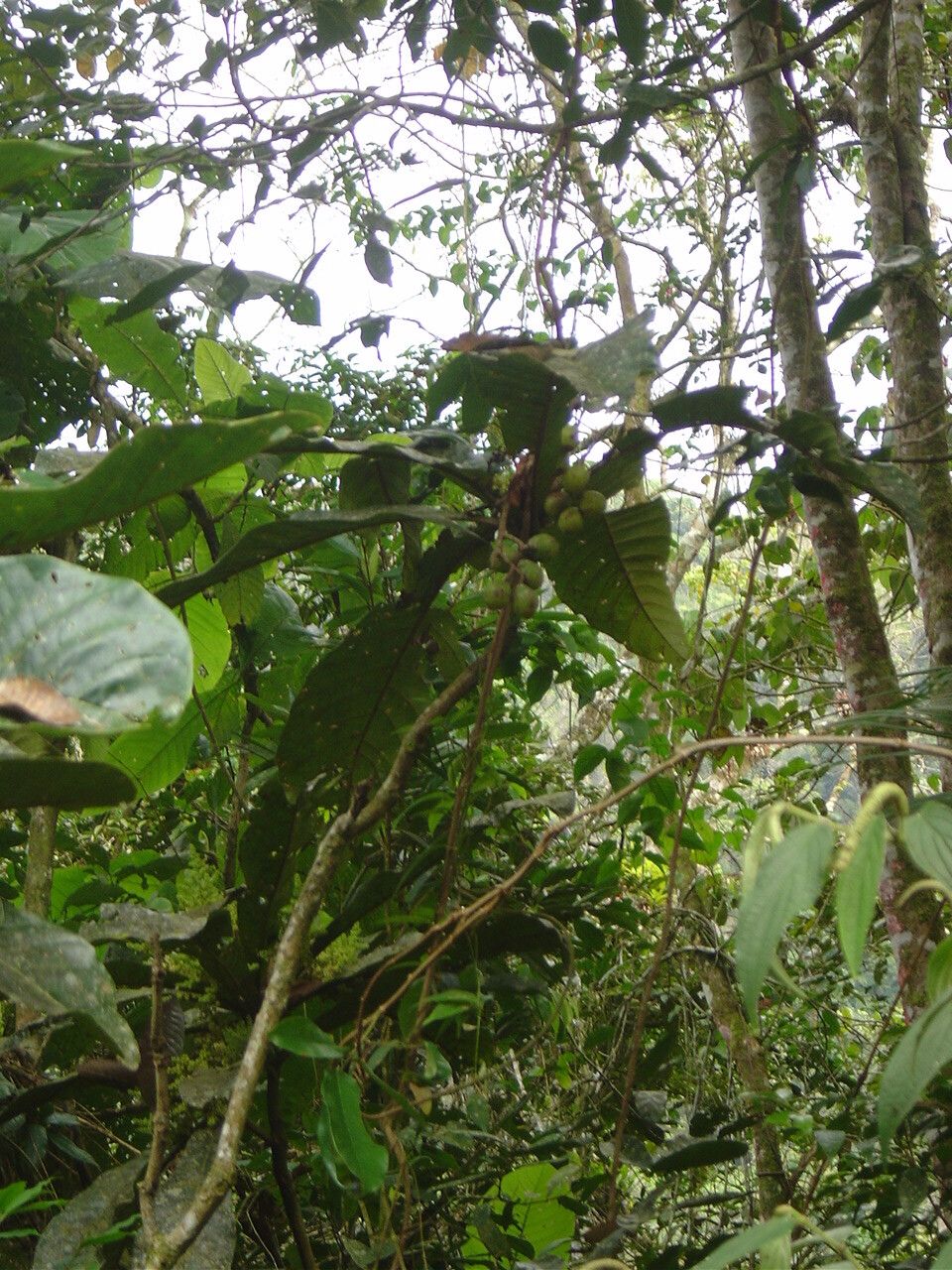 Meliosma itatiaiae habit