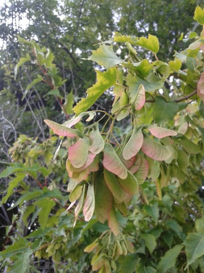 Acer tataricum subsp. ginnala fruit