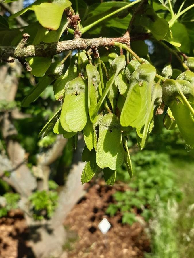 Acer diabolicum fruit