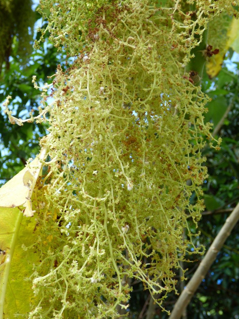 Obetia ficifolia fruit
