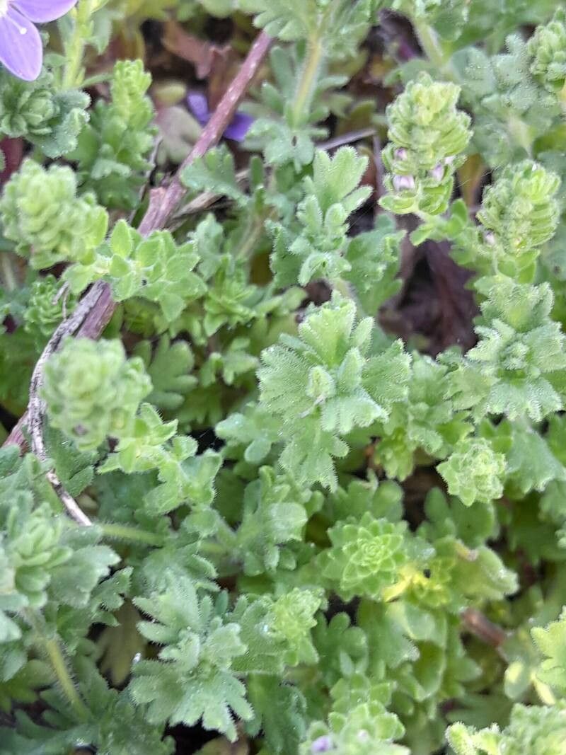 Veronica pectinata — houseplant care guide