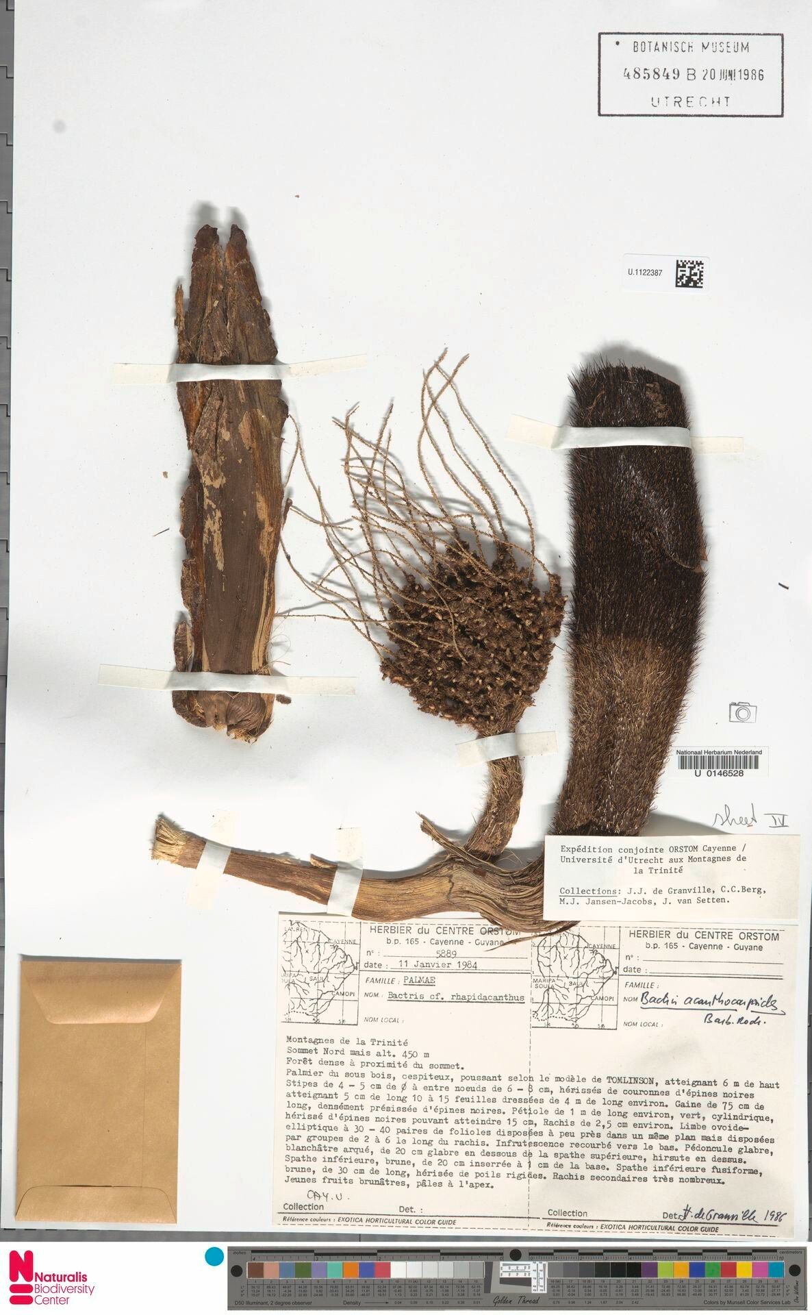 Bactris acanthocarpoides flower