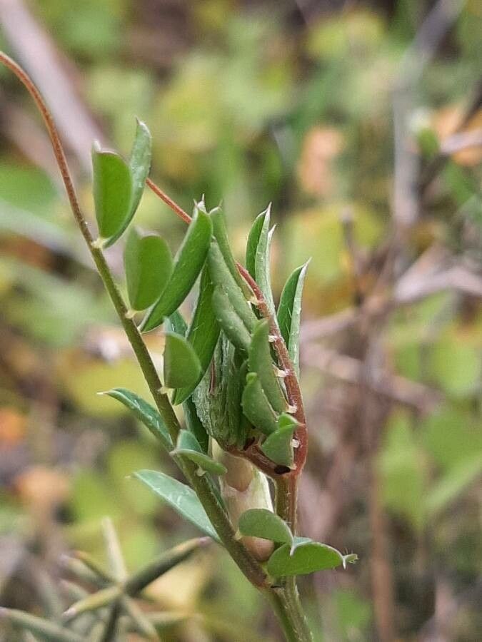 Ononis cristata leaf