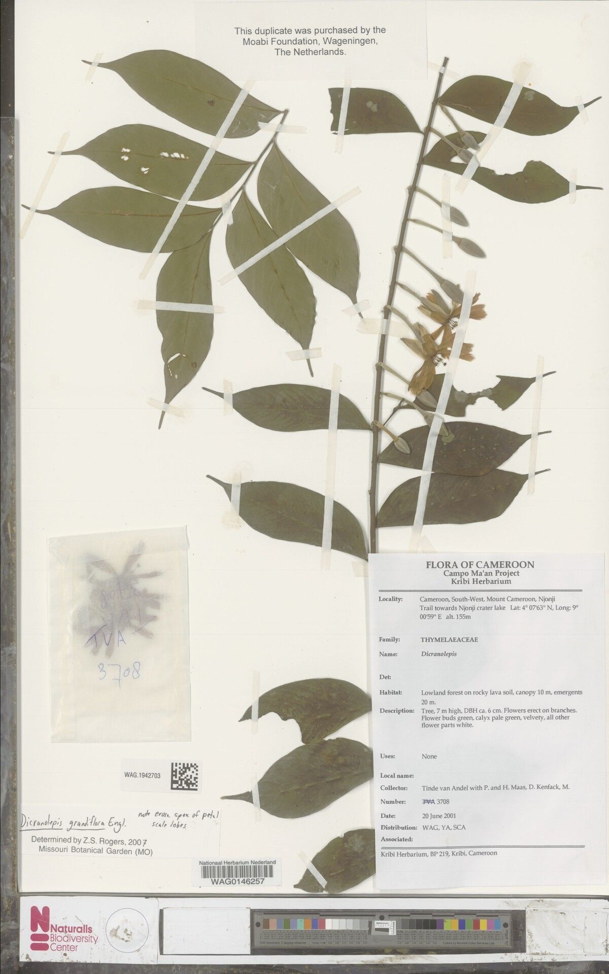 Dicranolepis grandiflora — related species from the same genus