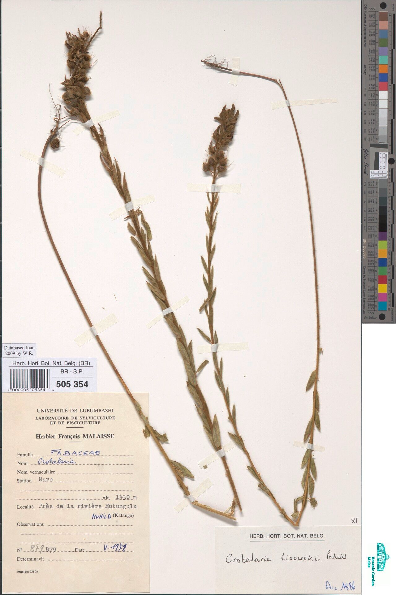 Crotalaria lisowskii — houseplant care guide