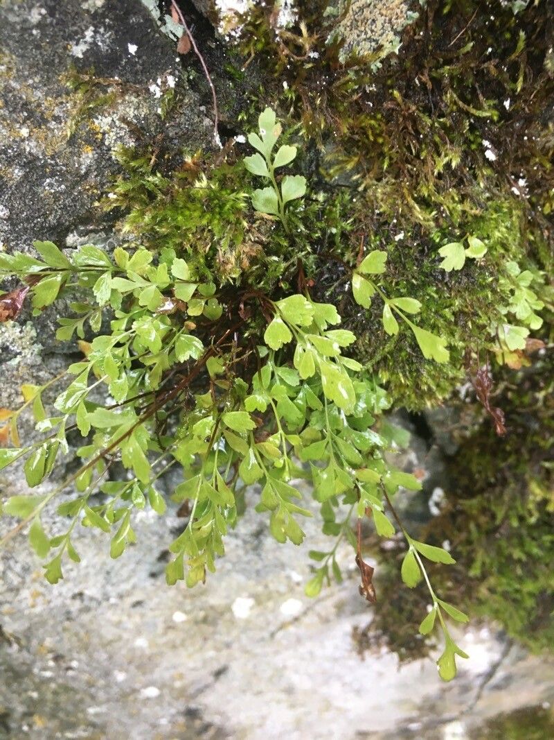 Asplenium x alternifolium — houseplant care guide