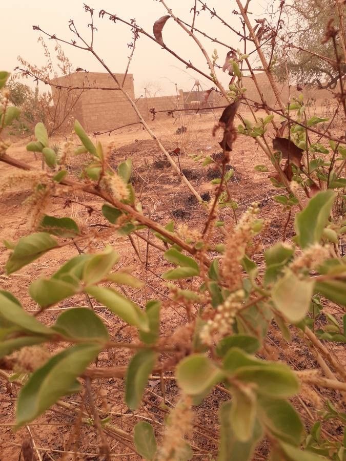 Combretum micranthum flower