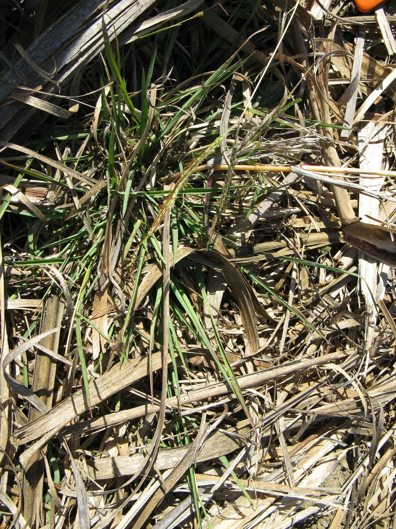 Dichanthium aristatum habit