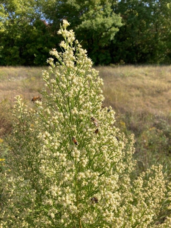 Baccharis neglecta flower