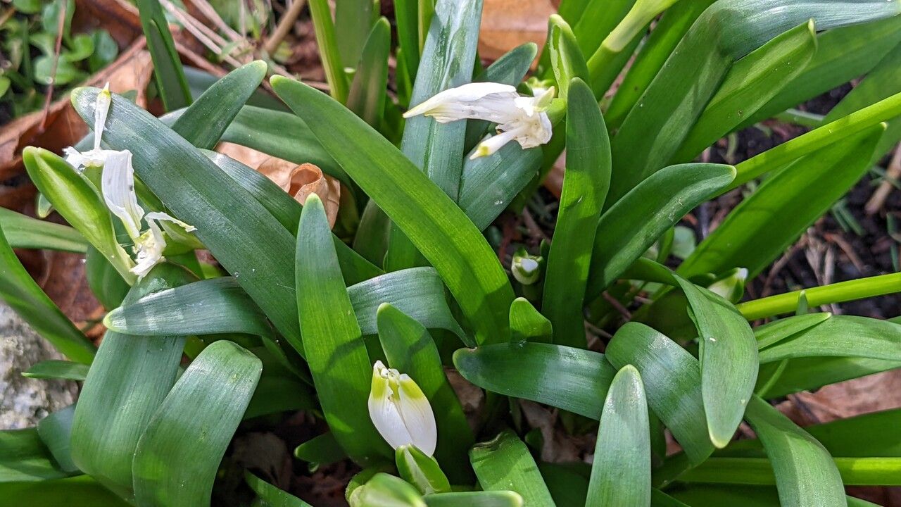 Leucojum vernum leaf